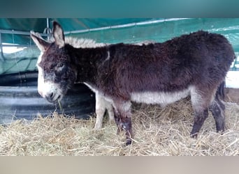 Burro, Caballo castrado, 11 años, 105 cm