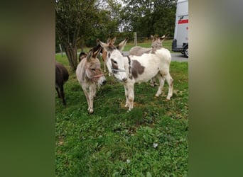 Burro, Caballo castrado, 11 años, 105 cm, Castaño