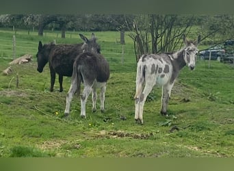 Burro, Caballo castrado, 11 años, 105 cm, Castaño