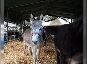 Burro, Caballo castrado, 11 años, 105 cm, Castaño