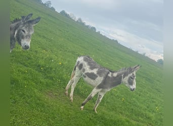 Burro, Caballo castrado, 11 años, 105 cm, Castaño