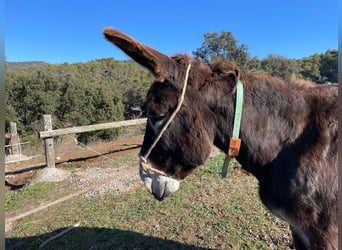 Burro, Caballo castrado, 15 años, 154 cm, Negro