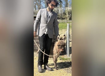 Burro, Caballo castrado, 1 año, 63 cm, Musgo marrón