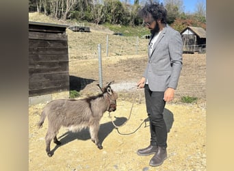 Burro, Caballo castrado, 1 año, 63 cm, Musgo marrón