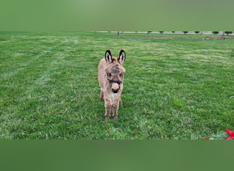 Burro, Caballo castrado, 1 año, 69 cm