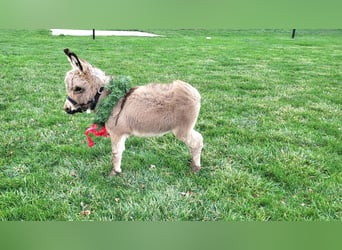 Burro, Caballo castrado, 1 año, 69 cm