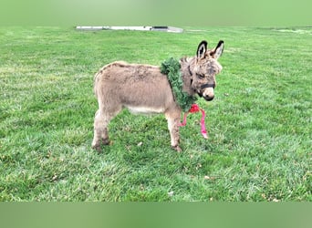 Burro, Caballo castrado, 1 año, 69 cm