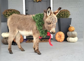 Burro, Caballo castrado, 1 año, 69 cm