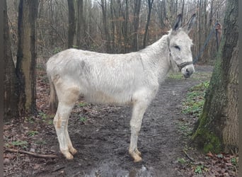 Burro, Caballo castrado, 3 años, 135 cm, Tordo