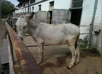 Burro, Caballo castrado, 4 años, 135 cm, Tordo