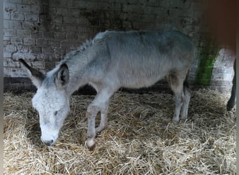 Burro, Caballo castrado, 4 años, 135 cm, Tordo