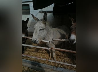 Burro, Caballo castrado, 4 años, 135 cm, Tordo