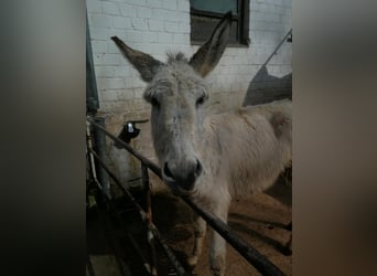 Burro, Caballo castrado, 4 años, 135 cm, Tordo