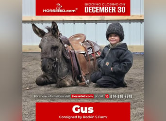 Burro, Caballo castrado, 5 años, 102 cm, Tordo