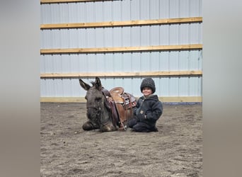 Burro, Caballo castrado, 5 años, 102 cm, Tordo