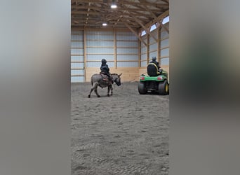 Burro, Caballo castrado, 5 años, 102 cm, Tordo