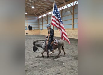 Burro, Caballo castrado, 5 años, 102 cm, Tordo