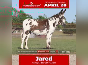 Burro, Caballo castrado, 5 años, 117 cm, Pío