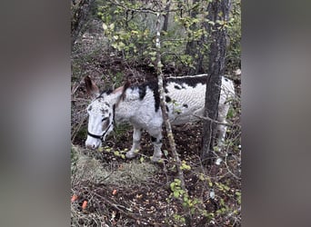 Burro, Caballo castrado, 5 años