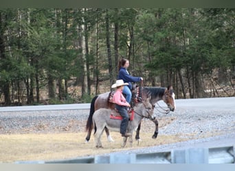 Burro, Caballo castrado, 6 años, 97 cm, Tordo