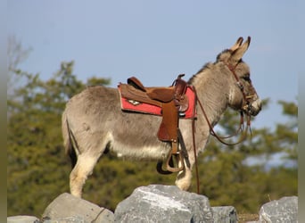 Burro, Caballo castrado, 6 años, 97 cm, Tordo