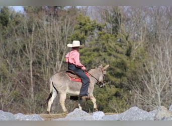 Burro, Caballo castrado, 6 años, 97 cm, Tordo