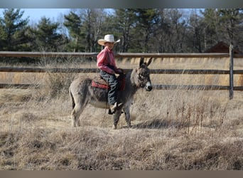 Burro, Caballo castrado, 6 años, 97 cm, Tordo