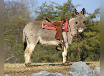 Burro, Caballo castrado, 6 años, 97 cm, Tordo