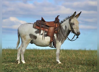 Burro, Caballo castrado, 7 años, 107 cm