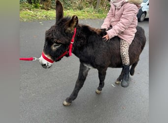 Burro, Caballo castrado, 7 años, 110 cm, Pío