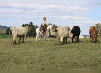 Burro, Caballo castrado, 8 años, 107 cm