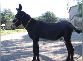 Burro, Semental, 12 años, 140 cm, Negro