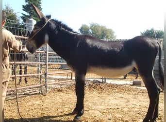 Burro, Semental, 12 años, 152 cm, Negro