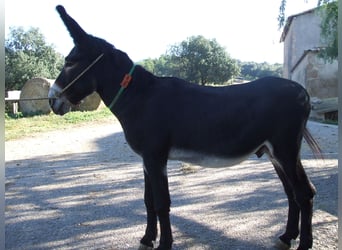 Burro, Semental, 13 años, 140 cm, Negro