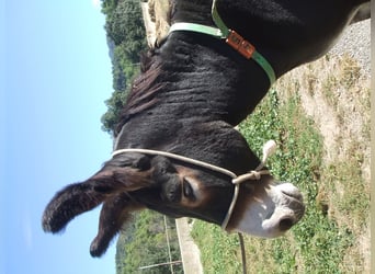 Burro, Semental, 13 años, 140 cm, Negro