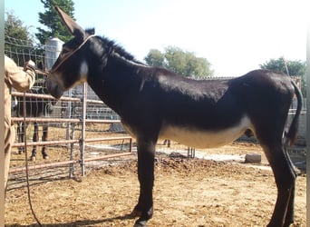 Burro, Semental, 13 años, 152 cm, Negro