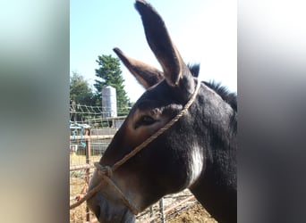 Burro, Semental, 13 años, 152 cm, Negro