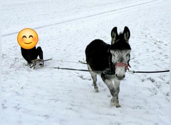 Burro, Semental, 15 años, Castaño oscuro
