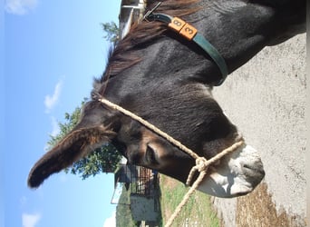 Burro, Semental, 18 años, 146 cm, Negro