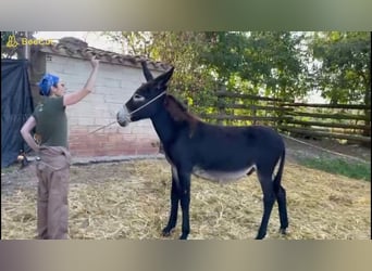 Burro, Semental, 1 año, 132 cm, Negro