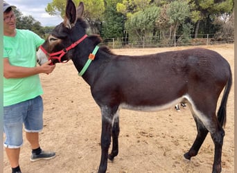 Burro, Semental, 1 año, 132 cm, Negro