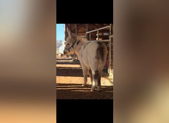 Burro, Semental, 1 año, 61 cm, White/Blanco