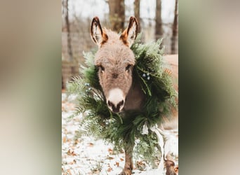 Burro, Semental, 1 año, 64 cm, Tordo