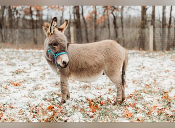 Burro, Semental, 1 año, 64 cm, Tordo