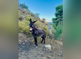 Burro Mestizo, Semental, 2 años, 120 cm, Castaño