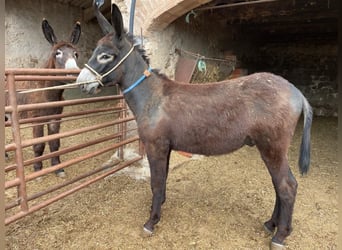 Burro, Semental, 2 años, 135 cm, Negro