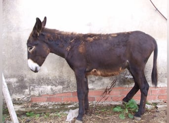 Burro, Semental, 2 años, 135 cm, Negro