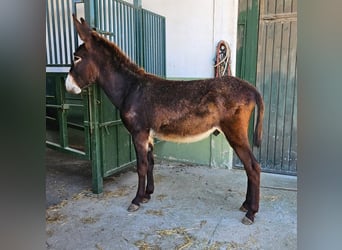 Burro, Semental, 2 años, 144 cm, Negro