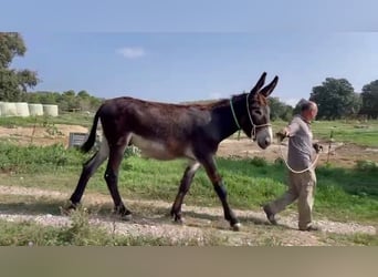 Burro, Semental, 2 años, 145 cm, Negro