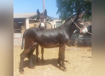 Burro, Semental, 2 años, 147 cm, Negro